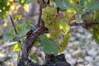 Weinernte im Chablis